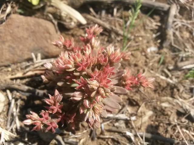 Sedum rubens / Borracina rossa